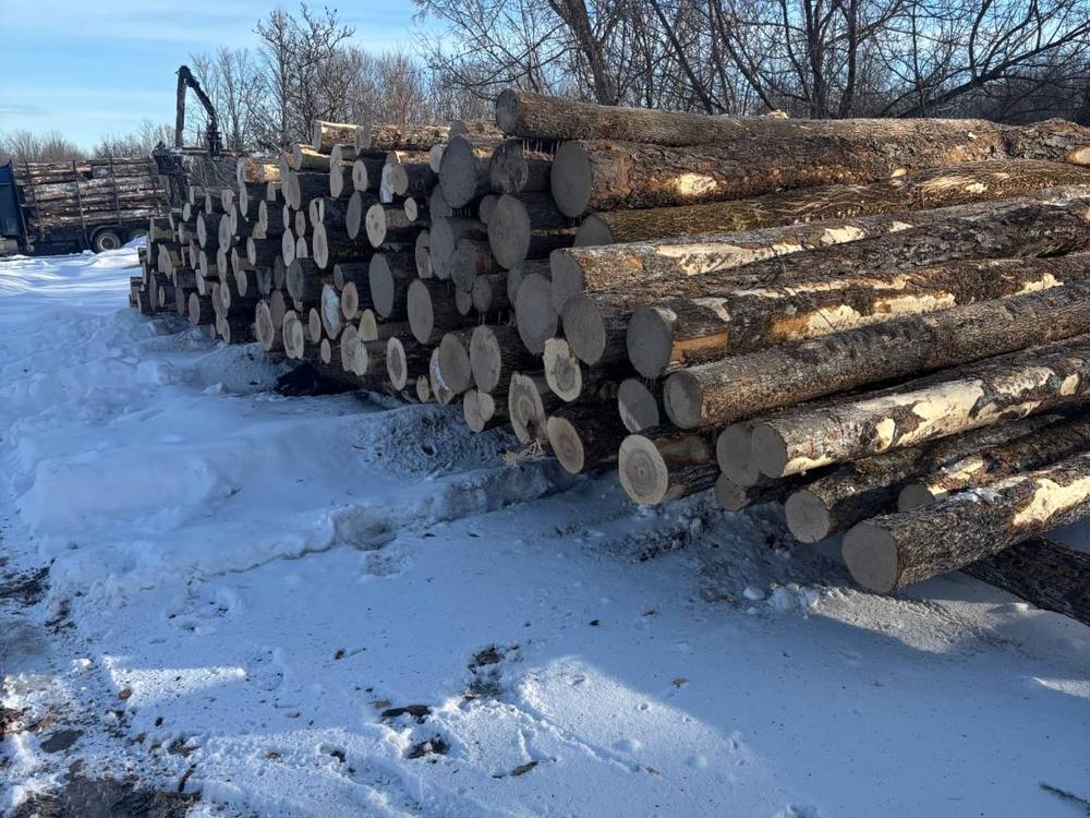 Hardwood logs stacked at the yard, waiting to be processed
